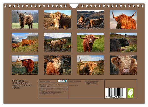 Produktbild: Schottische Hochlandrinder - Highland Cattle im Portrait (Wandkalender 2026 DIN A4 quer), CALVENDO Monatskalender