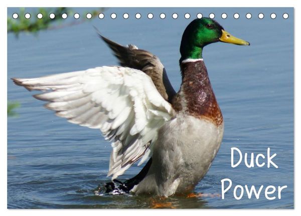 Duck Power (Tischkalender 2024 DIN A5 quer), CALVENDO Monatskalender