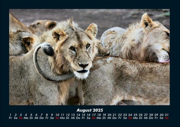 Produktbild: L&ouml;wen in der Wildnis 2025 Fotokalender DIN A4