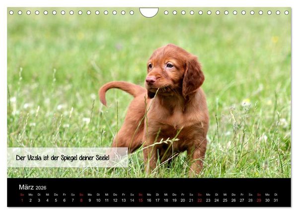 Produktbild: Magyar Vizsla - Zauberhafte Kobolde (Wandkalender 2026 DIN A4 quer), CALVENDO Monatskalender