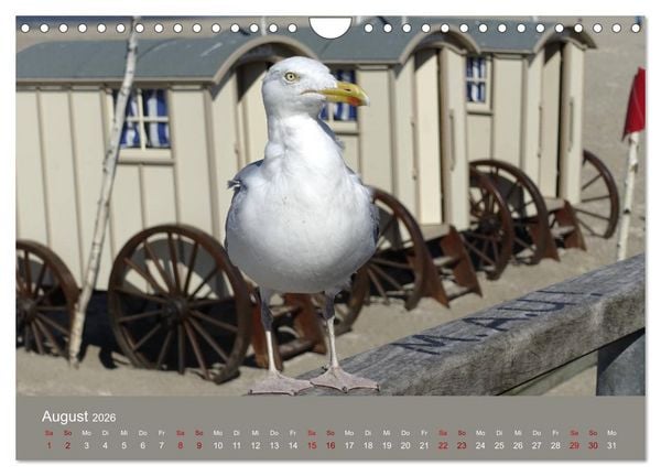 Produktbild: Norderney - Meine Trauminsel (Wandkalender 2026 DIN A4 quer), CALVENDO Monatskalender