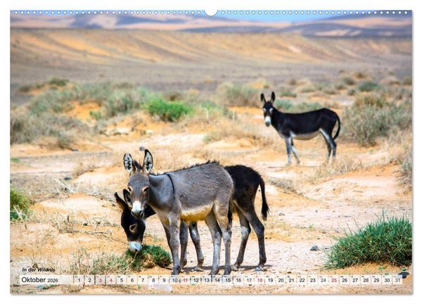 Produktbild: Marokko &ndash; Symphonie aus Licht und Farben (hochwertiger Premium Wandkalender 2026 DIN A2 quer), Kunstdruck in Hochglanz