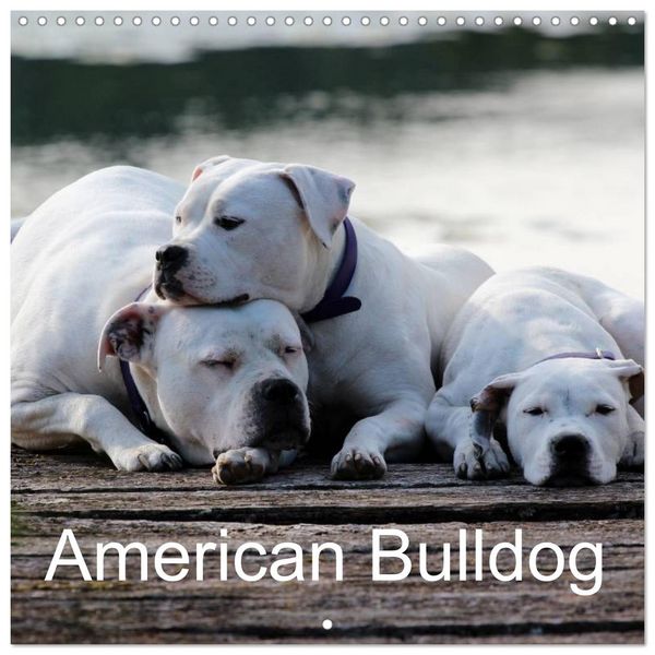 American Bulldog (Wall Calendar 2026 12 × 12 Inch) CALVENDO 12 Month Wall Calendar