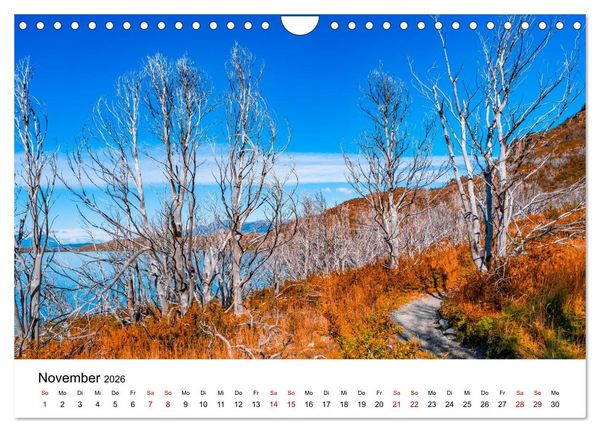 Produktbild: W&auml;lder: die letzte Zuflucht f&uuml;r die Wildnis (Wandkalender 2026 DIN A4 quer), CALVENDO Monatskalender