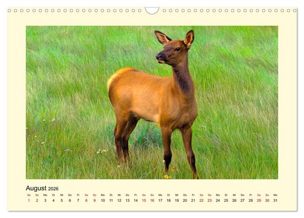 Produktbild: Wild, aber knuffig! (Wandkalender 2026 DIN A3 quer), CALVENDO Monatskalender