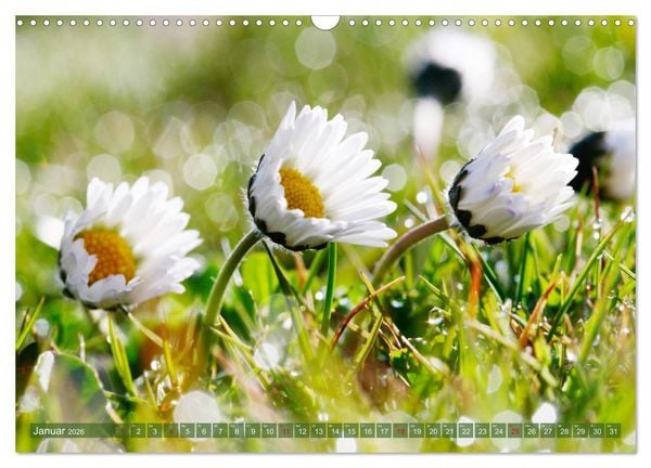 Produktbild: Beschwingte Blumenwelt (Wandkalender 2026 DIN A3 quer), CALVENDO Monatskalender