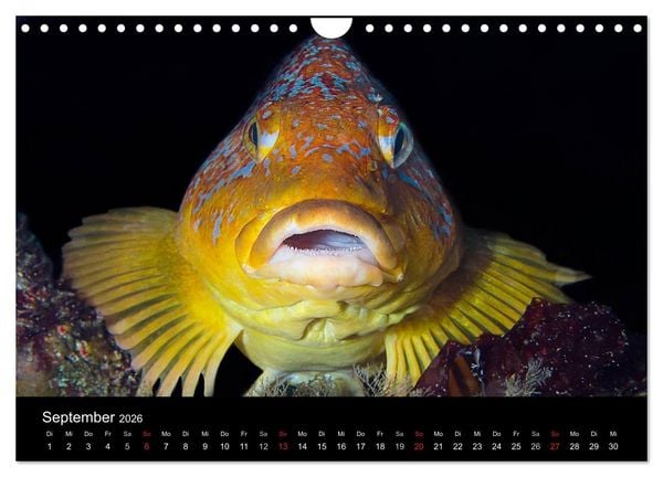 Produktbild: Unterwasser (Wandkalender 2026 DIN A4 quer), CALVENDO Monatskalender