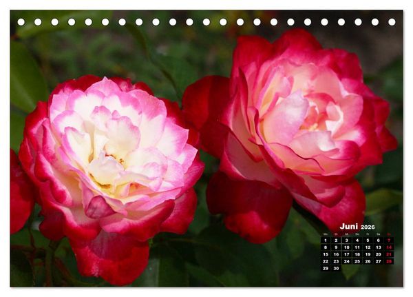 Produktbild: Magie der Rosen (Tischkalender 2026 DIN A5 quer), CALVENDO Monatskalender