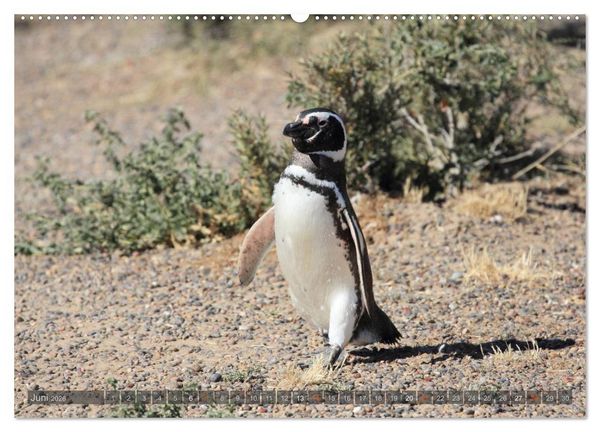 Produktbild: Pinguine in Patagonien (hochwertiger Premium Wandkalender 2026 DIN A2 quer), Kunstdruck in Hochglanz