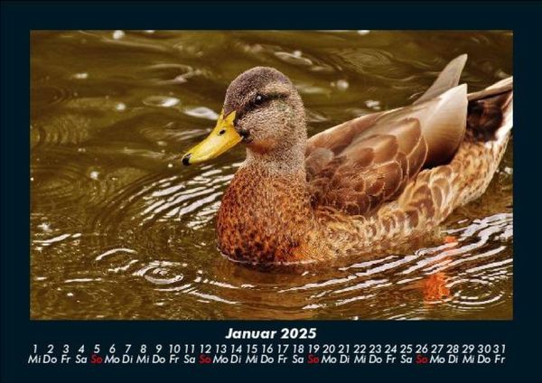 Produktbild: Welt der V&ouml;gel 2025 Fotokalender DIN A5