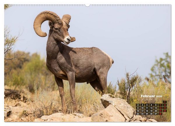Produktbild: American Wildlife (hochwertiger Premium Wandkalender 2026 DIN A2 quer), Kunstdruck in Hochglanz