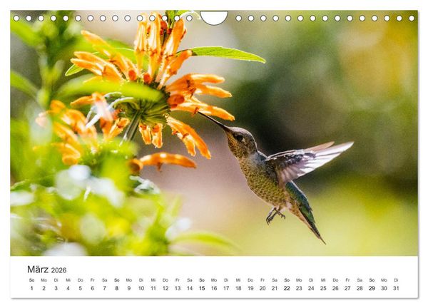 Produktbild: Kolibris - wahre Luftakrobaten (Wandkalender 2026 DIN A4 quer), CALVENDO Monatskalender