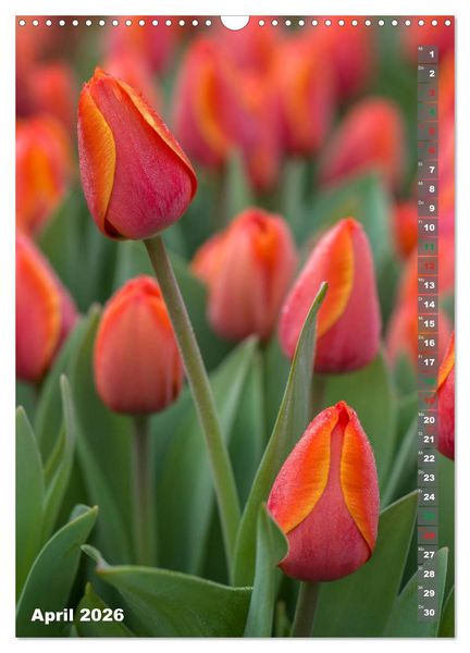 Produktbild: Tulpen - die Fr&uuml;hlingsblume (Wandkalender 2026 DIN A3 hoch), CALVENDO Monatskalender
