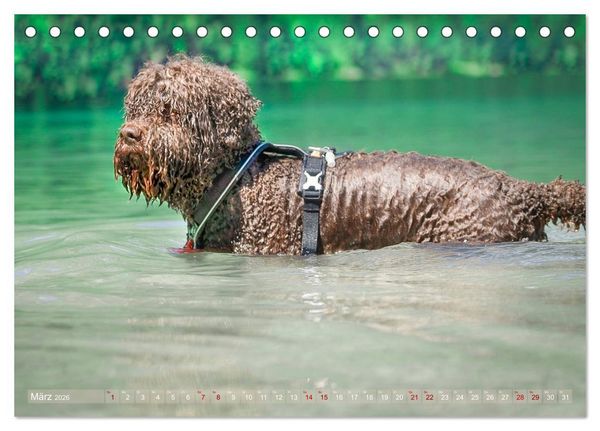 Produktbild: Lagotto Romagnolo - Wasserspiele (Tischkalender 2026 DIN A5 quer), CALVENDO Monatskalender