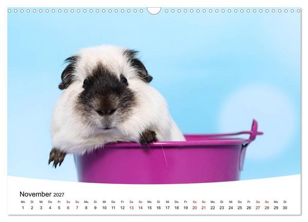 Produktbild: Niedliche Meerschweinchen (Wandkalender 2027 DIN A3 quer), CALVENDO Monatskalender