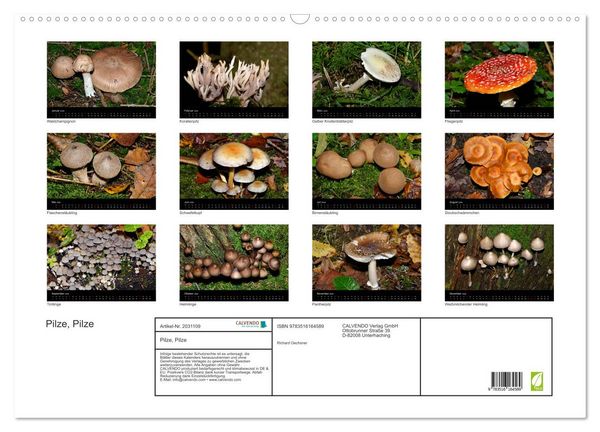 Produktbild: Pilze, Pilze (Wandkalender 2026 DIN A2 quer), CALVENDO Monatskalender