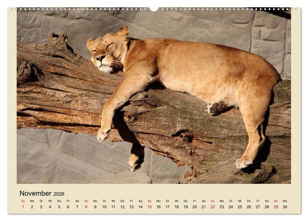Produktbild: L&ouml;wen im Tierpark Hagenbeck (Wandkalender 2026 DIN A2 quer), CALVENDO Monatskalender