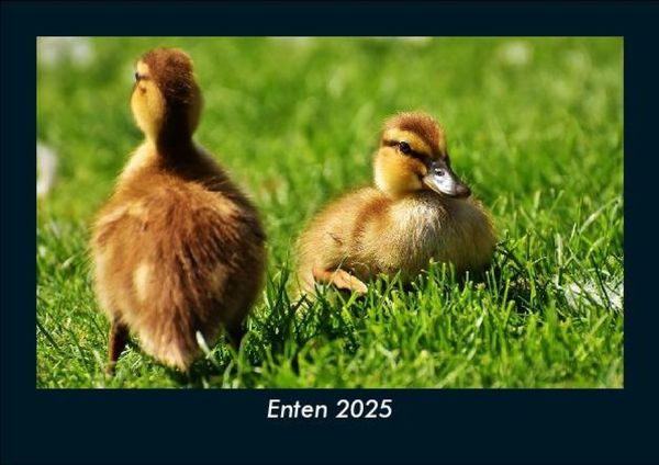 Produktbild: Enten 2025 Fotokalender DIN A5