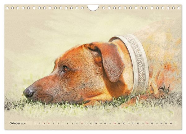 Produktbild: Rhodesian Ridgeback 2026 (Wandkalender 2026 DIN A4 quer), CALVENDO Monatskalender