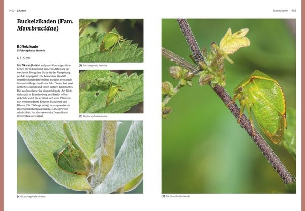 Produktbild: Das gro&szlig;e BLV Handbuch Insekten