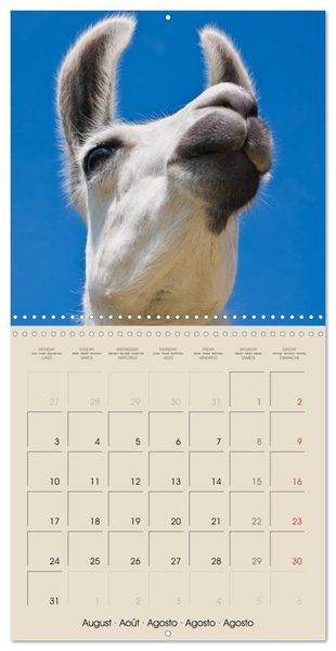 Produktbild: Alpacas & Llamas (Wall Calendar 2026 12 &times; 12 Inch) CALVENDO 12 Month Wall Calendar