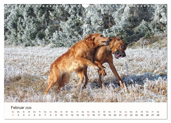 Produktbild: Rhodesian Ridgeback Sch&ouml;nheit aus Afrika (Wandkalender 2026 DIN A3 quer), CALVENDO Monatskalender