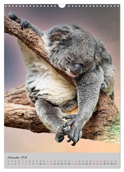 Produktbild: Koala, kleiner B&auml;r (Wandkalender 2026 DIN A3 hoch), CALVENDO Monatskalender