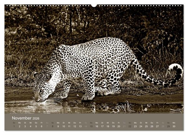 Produktbild: Wildes Afrika (hochwertiger Premium Wandkalender 2026 DIN A2 quer), Kunstdruck in Hochglanz
