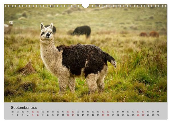 Produktbild: Unter Lamas und Alpakas (Wandkalender 2026 DIN A3 quer), CALVENDO Monatskalender