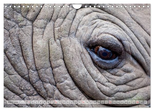 Produktbild: Emotionale Momente: Afrika Wildlife Part 2 / CH-Version (Wandkalender 2026 DIN A4 quer), CALVENDO Monatskalender