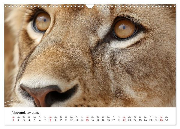 Produktbild: L&ouml;wen - Majest&auml;t der Wildnis (Wandkalender 2026 DIN A3 quer), CALVENDO Monatskalender