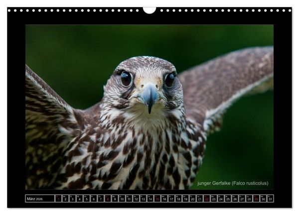 Produktbild: Falken im Flug und im Portr&auml;t (Wandkalender 2026 DIN A3 quer), CALVENDO Monatskalender