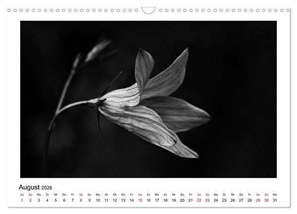 Produktbild: Die grafische Sch&ouml;nheit der Pflanzen &ndash; Schwarz-Wei&szlig; (Wandkalender 2026 DIN A3 quer), CALVENDO Monatskalender