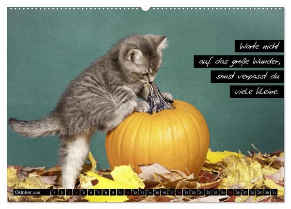 Produktbild: Der "philosophische" Katzenkalender 2026 (hochwertiger Premium Wandkalender 2026 DIN A2 quer), Kunstdruck in Hochglanz