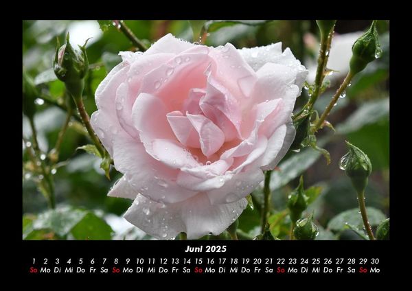 Produktbild: Rosentraum 2025 Fotokalender DIN A3
