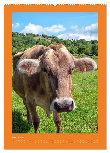Produktbild: Beaut&eacute; rustique Regards animaliers (Calendrier mural 2026 DIN A2 horizontal) calendrier de bureau