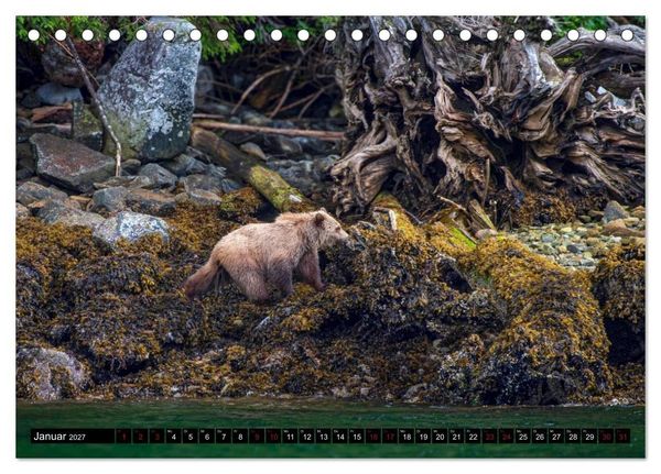 Produktbild: Grizzlys und Geisterb&auml;ren - Glendale Cove, Kanada (Tischkalender 2027 DIN A5 quer), CALVENDO Monatskalender