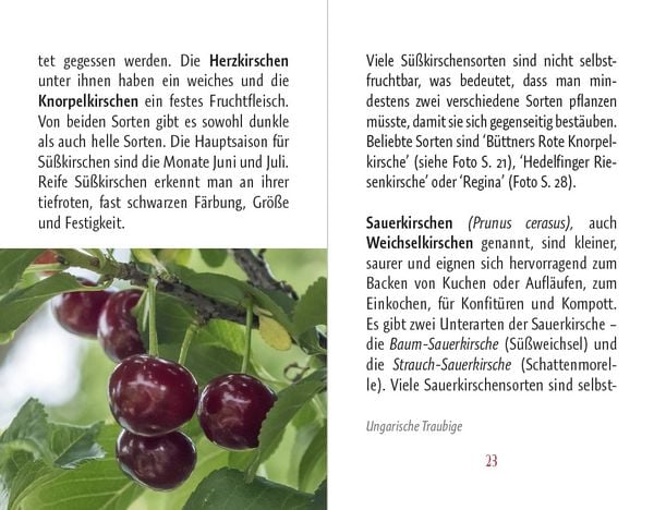 Produktbild: Kirschen