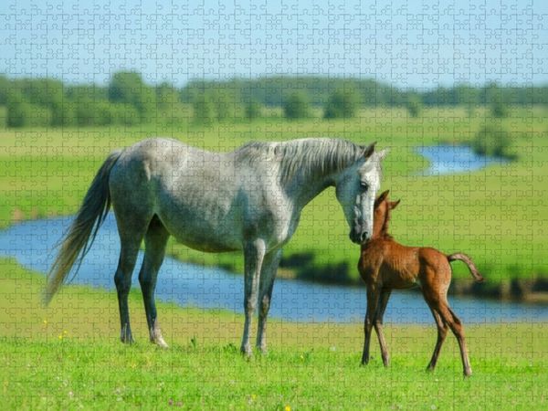 Produktbild: CALVENDO Puzzle Araberstute mit ihrem Fohlen am Fluss | 1000 Teile Lege-Gr&ouml;&szlig;e 64x48cm Foto-Puzzle f&uuml;r gl&uuml;ckliche Stunden