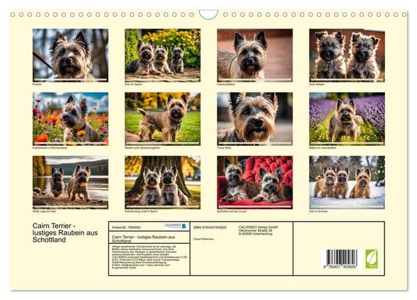 Produktbild: Cairn Terrier - lustiges Raubein aus Schottland (Wandkalender 2026 DIN A3 quer), CALVENDO Monatskalender