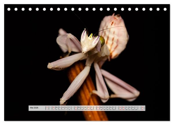 Produktbild: Die Orchideen Gottesanbeterin (Tischkalender 2026 DIN A5 quer), CALVENDO Monatskalender