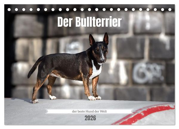 Der Bullterrier der beste Hund der Welt (Tischkalender 2026 DIN A5 quer), CALVENDO Monatskalender