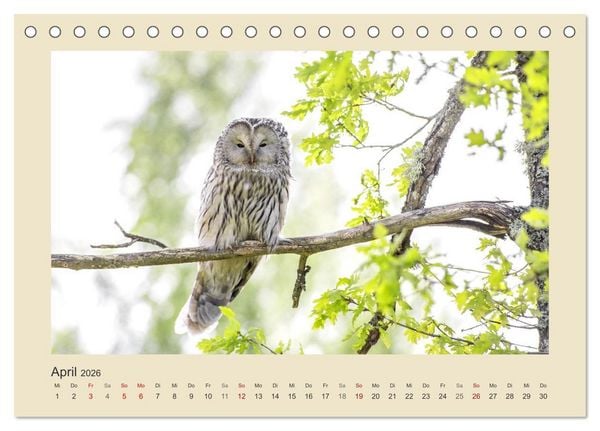 Produktbild: Tiere im Wald. Bezaubernde Begegnungen (Tischkalender 2026 DIN A5 quer), CALVENDO Monatskalender