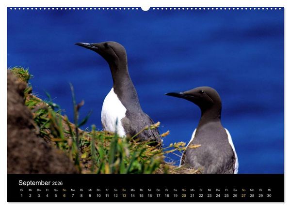 Produktbild: Wales Pembrokeshire - Natur im Fokus- (hochwertiger Premium Wandkalender 2026 DIN A2 quer), Kunstdruck in Hochglanz