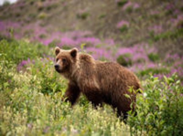 CALVENDO Puzzle Grizzlybär 2000 Teile Puzzle quer | 2000 Teile Lege-Größe 90 × 67 cm Foto-Puzzle für glückliche Stunden