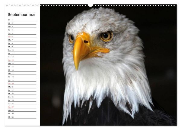Produktbild: Greifv&ouml;gel, Eulen und K&auml;uze (hochwertiger Premium Wandkalender 2026 DIN A2 quer), Kunstdruck in Hochglanz