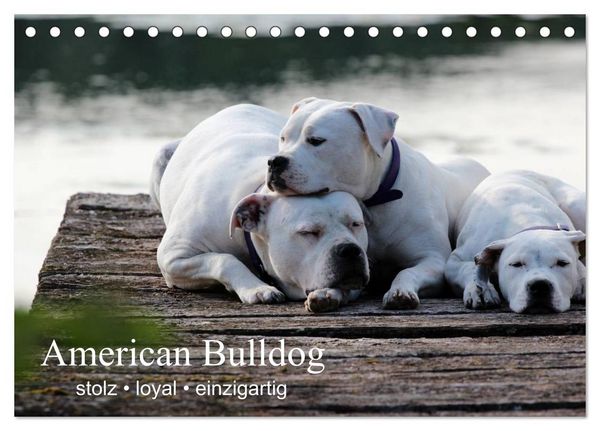 Produktbild: American Bulldog - stolz, loyal, einzigartig (Tischkalender 2026 DIN A5 quer), CALVENDO Monatskalender