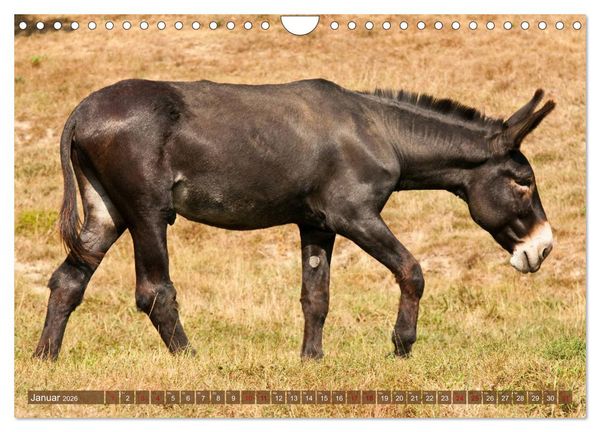 Produktbild: Esel - Sixtus Loreley (Wandkalender 2026 DIN A4 quer), CALVENDO Monatskalender