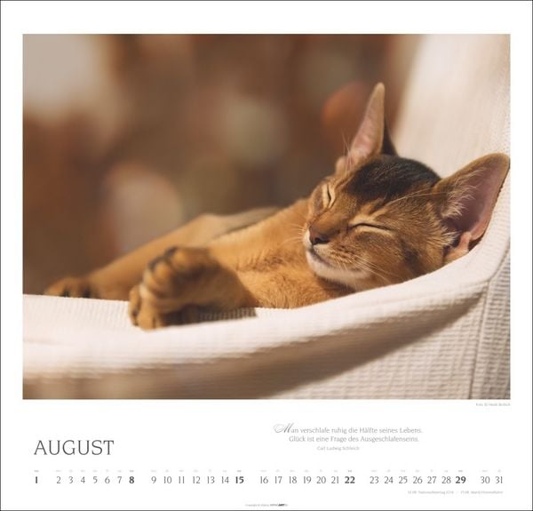 Produktbild: Katzen - Diven auf Samtpfoten Kalender 2027 - Diven auf Samtpfoten