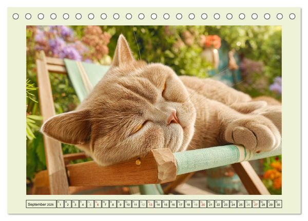 Produktbild: British Shorthair. Sanfte W&uuml;rde und Katzengl&uuml;ck im Gr&uuml;nen (Tischkalender 2026 DIN A5 quer), CALVENDO Monatskalender